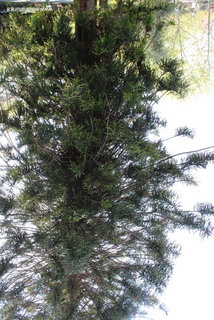 Araucaria villa Bellini